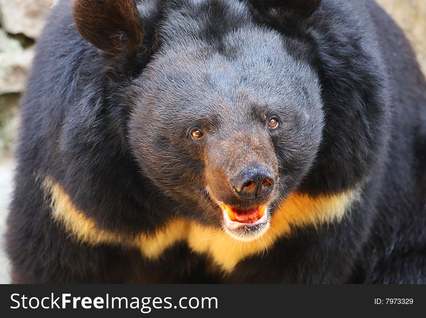 Black bear. Danger and anger.