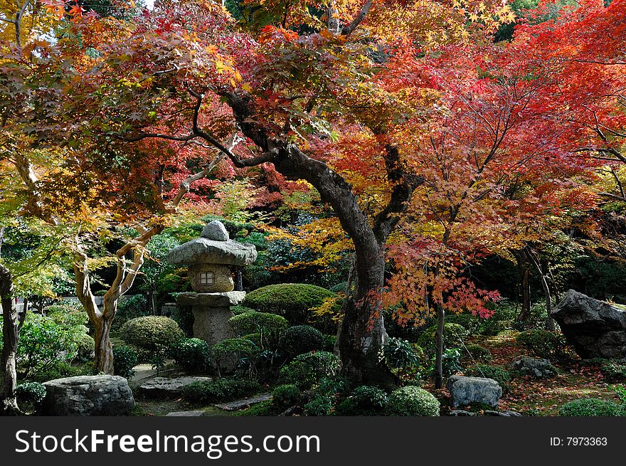 The beautiful japanese garden in autumn