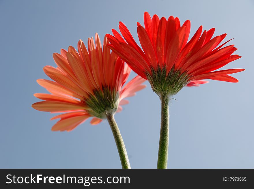 Pink daisy flower with white background