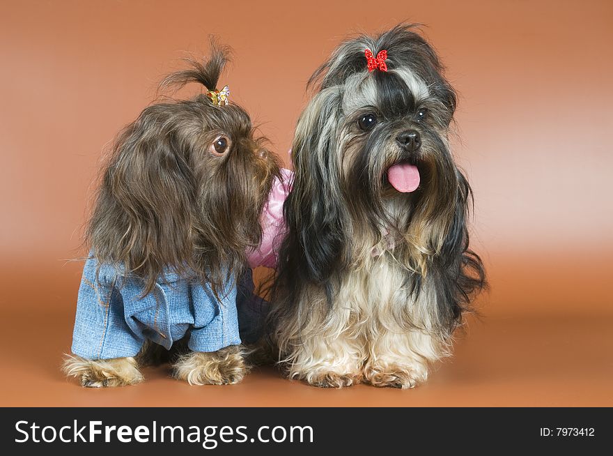 Lap-dog in studio on a neutral background