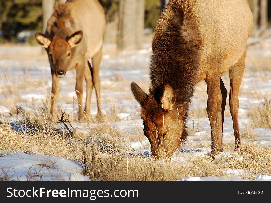 Elks on the snow near Lake Minnewanka, Banff National Park, Alberta, Canada