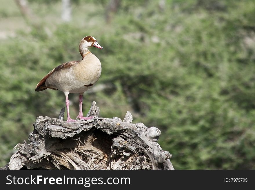 Wild duck on a dead tree in Serengeti National Park, Tanzania.