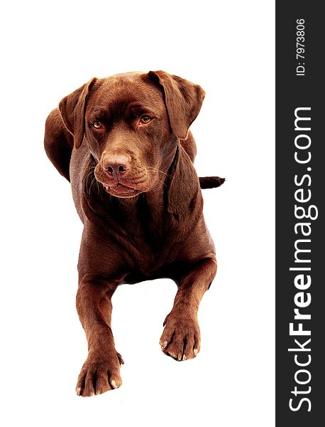 Shot of a cute chocolate labrador laying down