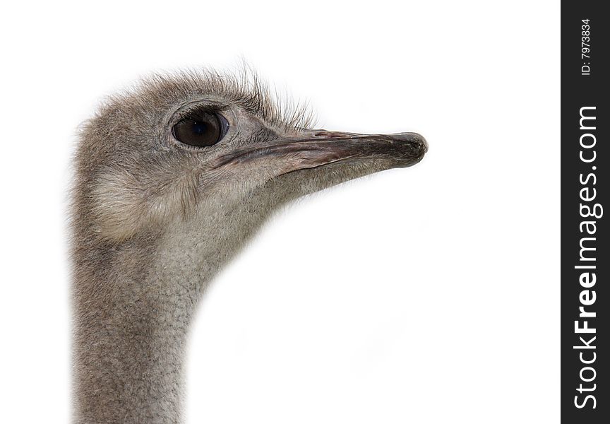 Ostrich head isolated on white background