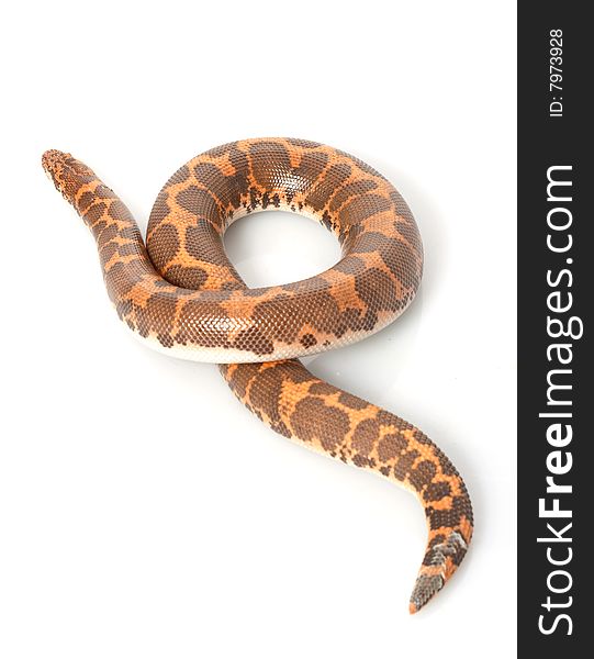 Kenyan Sand Boa (Eryx colubrinus) isolated on white background.