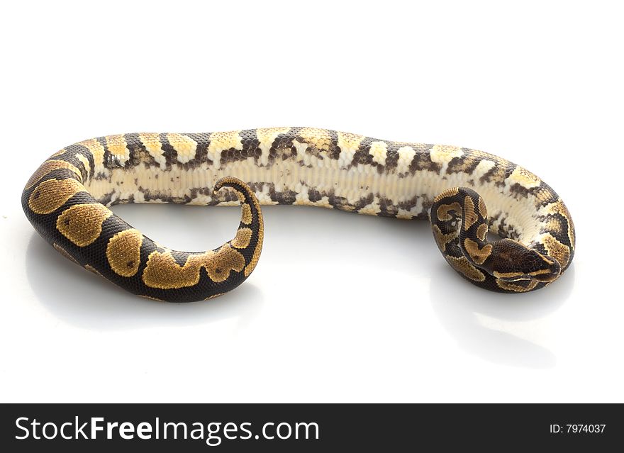 Yellow Belly Ball Python (Python regius) isolated on white background.