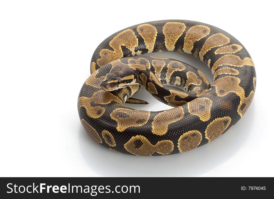 Yellow Belly Ball Python (Python regius) isolated on white background.