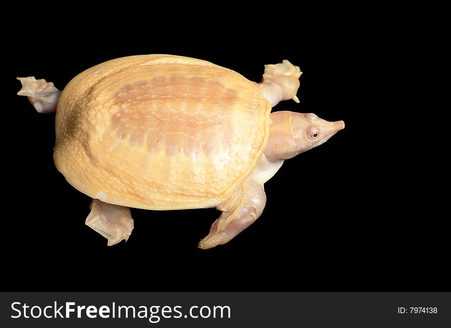 Albino Chinese Soft Shell Turtle (Pelodiscus sinensis) isolated on black background.