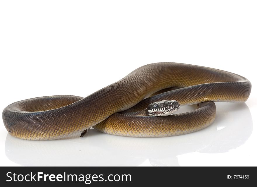 White-lipped Python