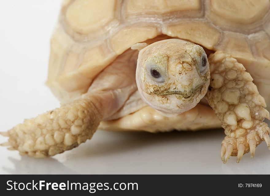 Ivory African Spurred Tortoise