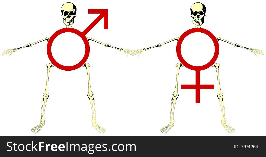 Skeletons with universal symbols representing the man and woman. Skeletons with universal symbols representing the man and woman