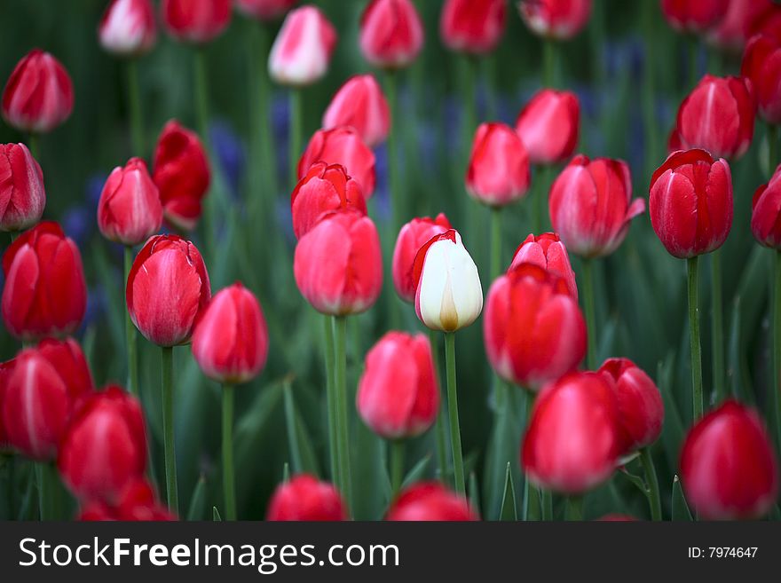 a bright red mass of tulip blooms