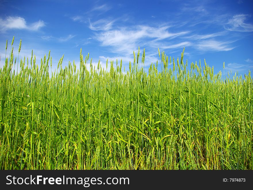 Early summer corn with a blue sky background