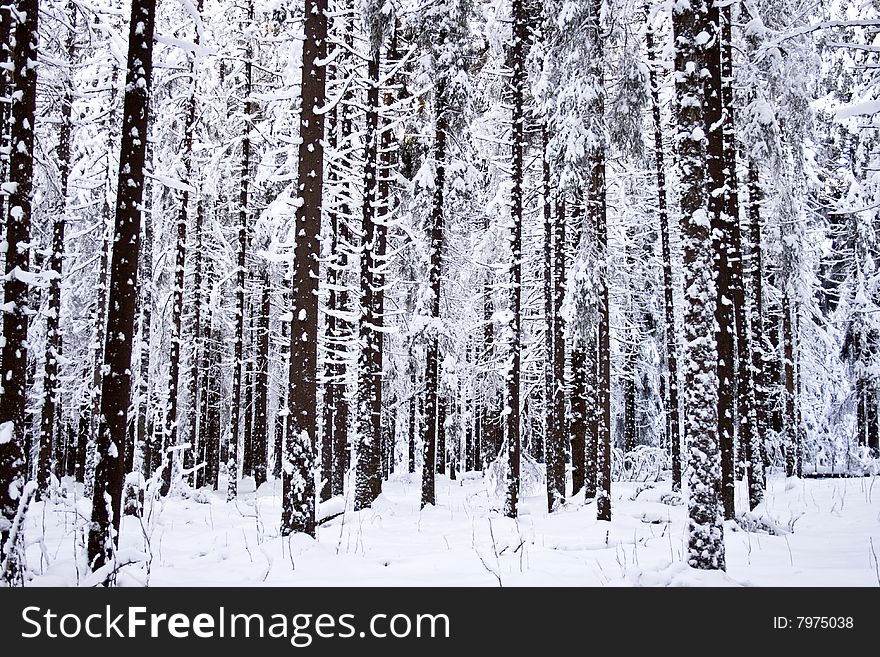 Deep inside of a winter forest. Deep inside of a winter forest