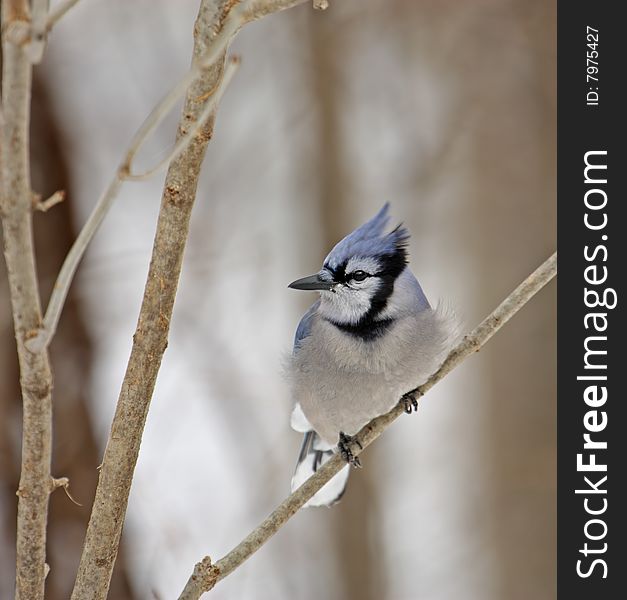 Blue jay perched on a tree branch