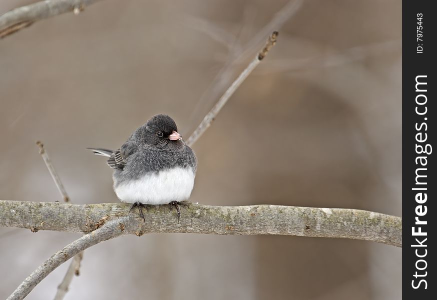 Dark-eyed junco perched on a tree branch