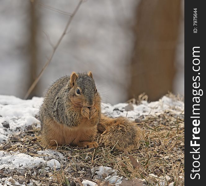 Fox squirrel eating seeds on the ground