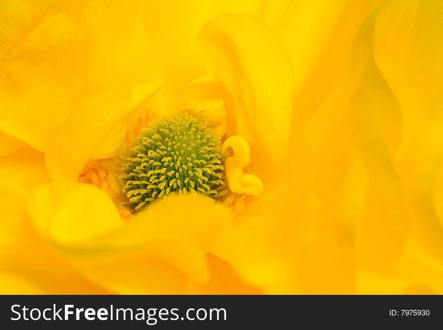 soft abstract waving flower background. soft abstract waving flower background.