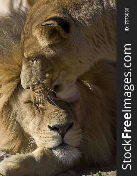 Closeup of a lion couple kissing