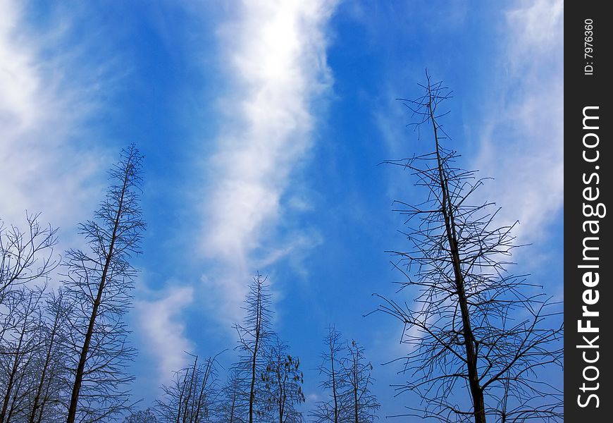 Winter, blue sky and tree. Winter, blue sky and tree