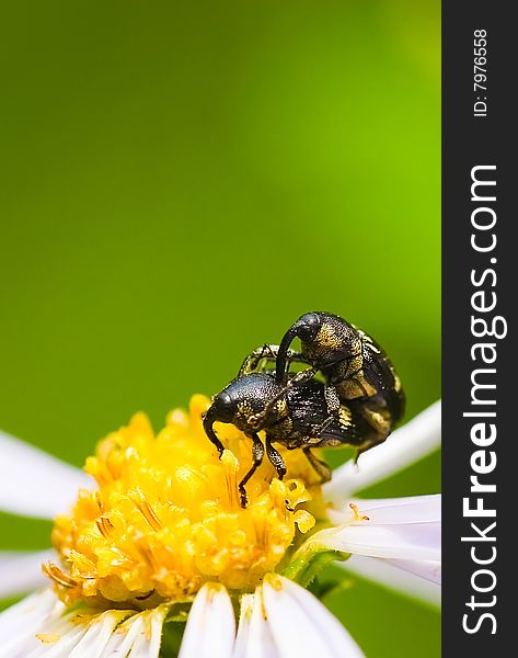 the beautiful photographic image. insects on flowers.