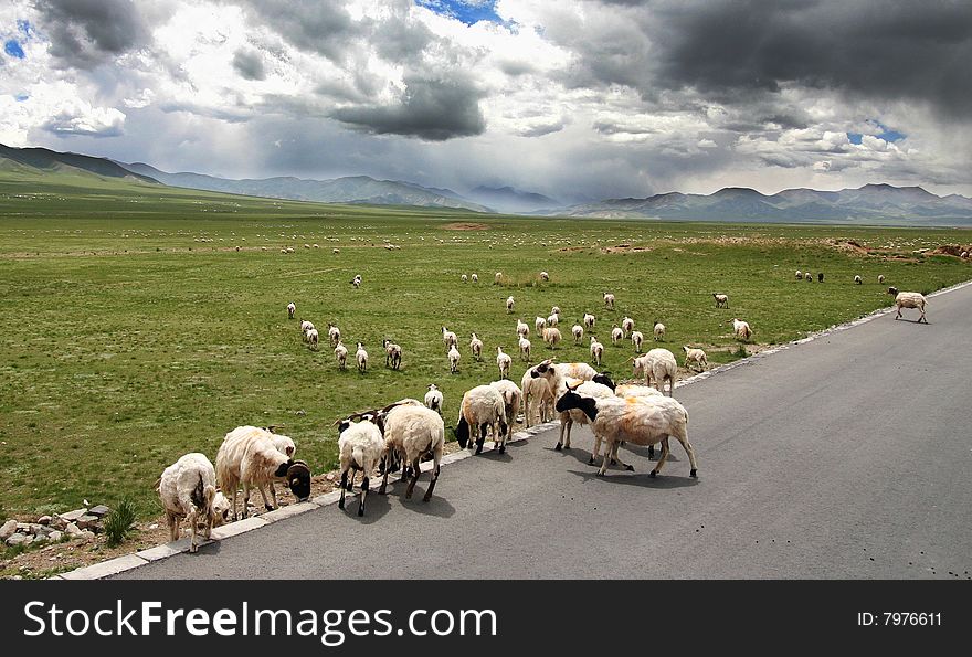 Roaming sheep in Golog, Qinghai prefecture, in the northern Himalayan plateau