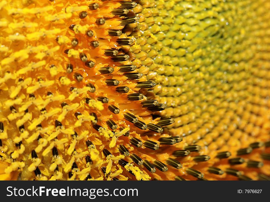 close up view of the yellow sunflower