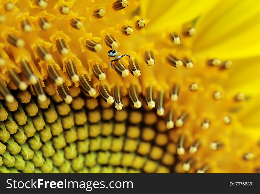 the flowers of sunflower are given by a lot of pollen and nectar. the flowers of sunflower are given by a lot of pollen and nectar.
