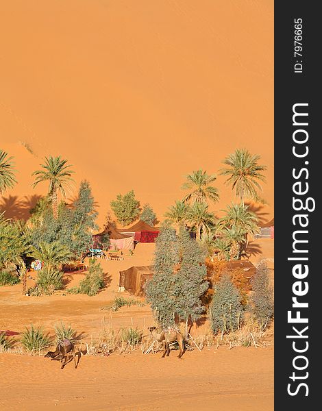 Oasis in Sahara