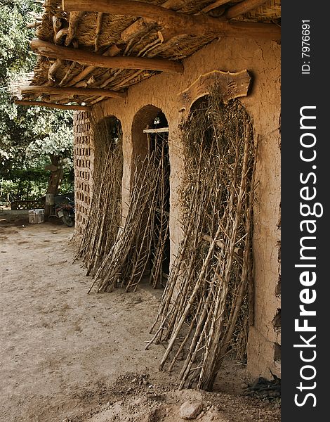 Olive branches used to dry grapes in the Uyghur village, Xinjiang province, China
