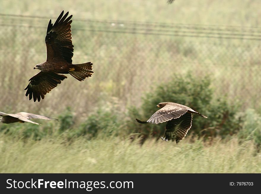 Yellow Billed Kite