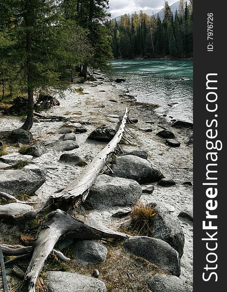 Fallen tree by Kanas River