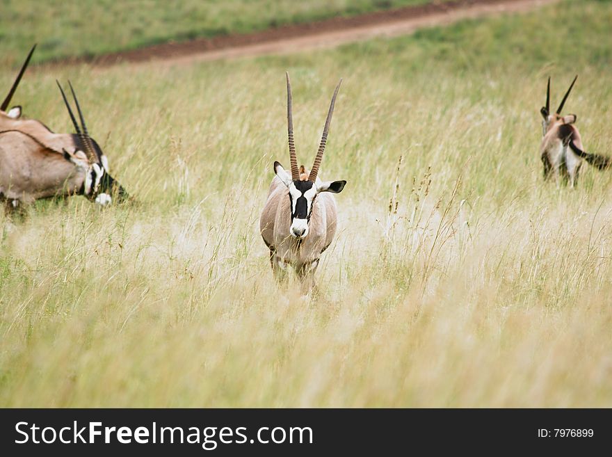 Gemsbok with long horns facing photographer