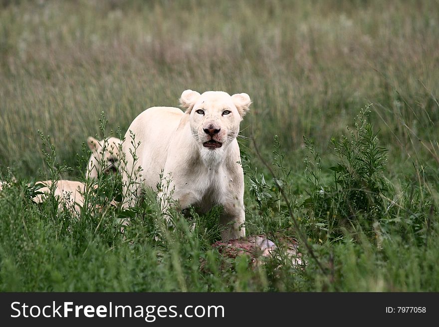 Female white lion with kill