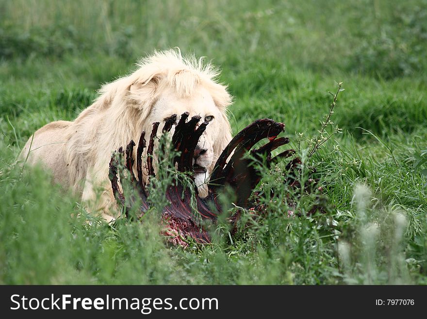 Male white lion eating rack of ribs