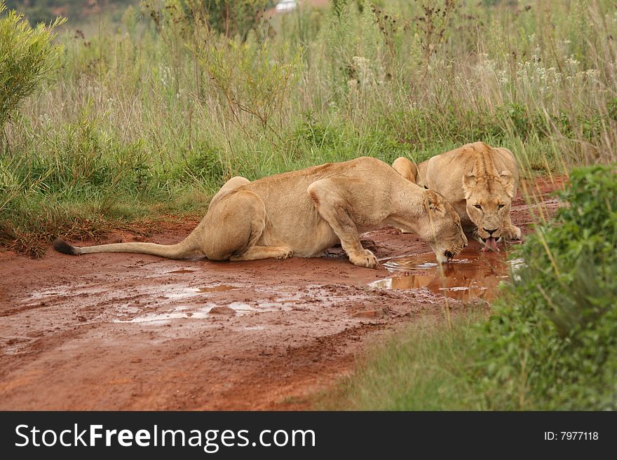 Female lionesses drinking from small mud pool