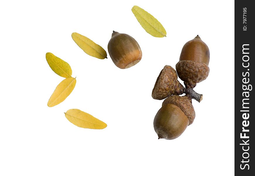Acorns and yellow leaves isolated on white. Acorns and yellow leaves isolated on white