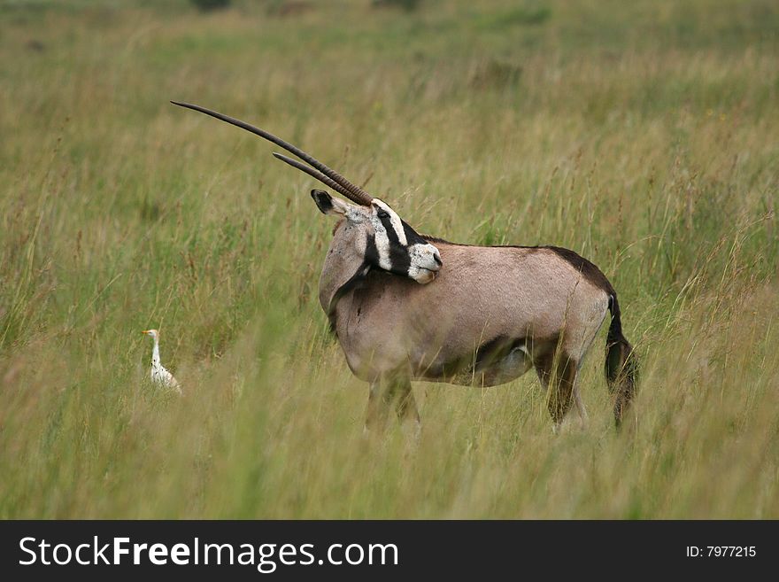 Gemsbok with long horns facing backward