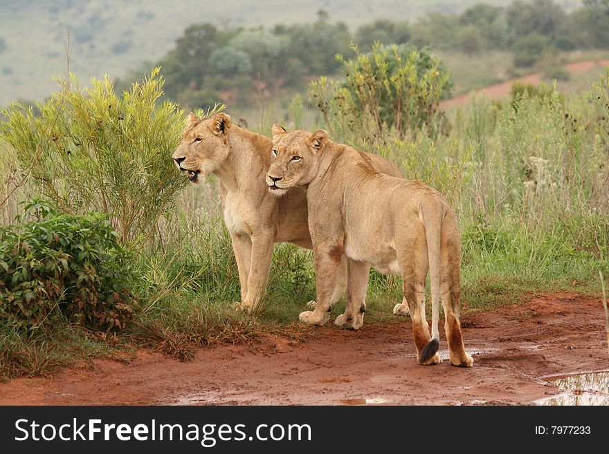 Female lionesses standing side by side