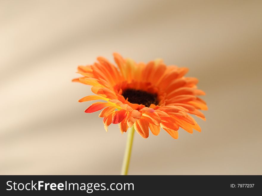 Single cloth flower on a golden textured background. Single cloth flower on a golden textured background.