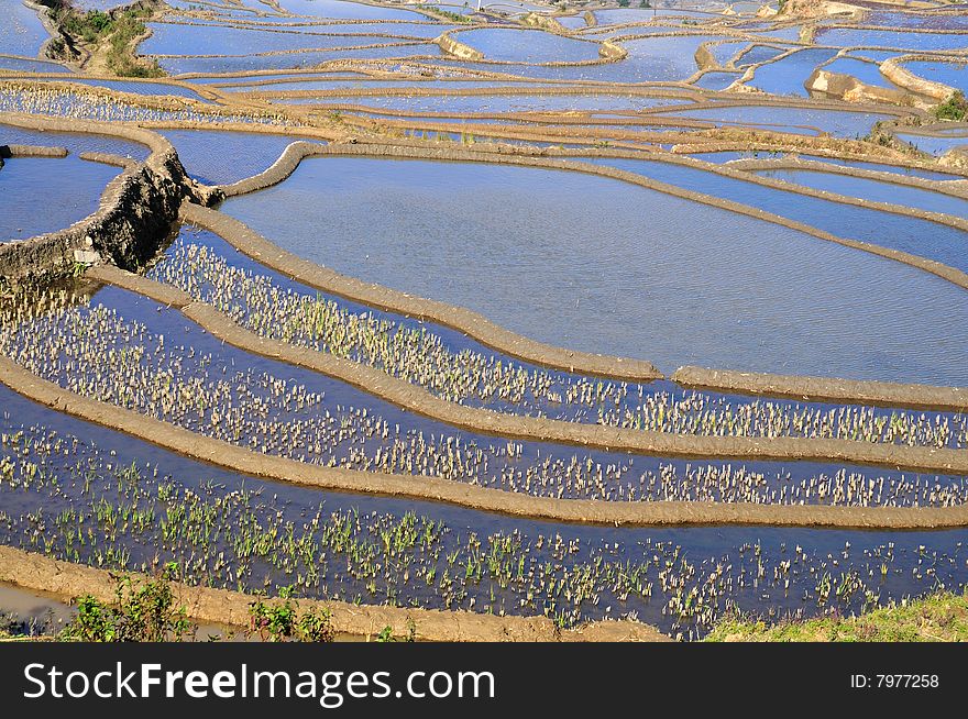 Rice terrace in Yuan Yang, China. Rice terrace in Yuan Yang, China