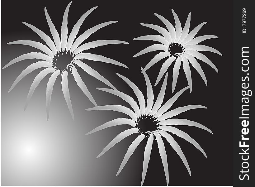 Three flowers on monochrome background