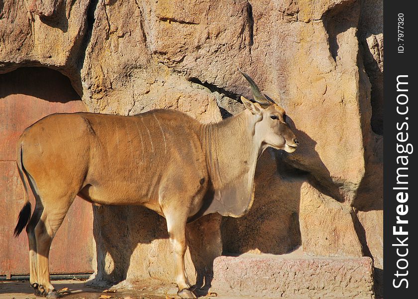 Wild eland in shanghai zoo.