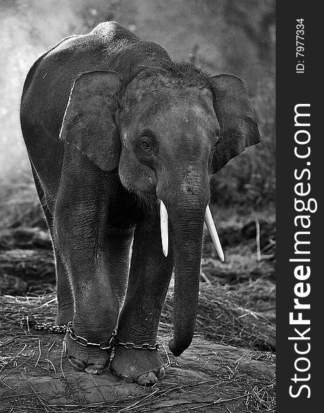 portrait of an african elephant seen here walking. portrait of an african elephant seen here walking