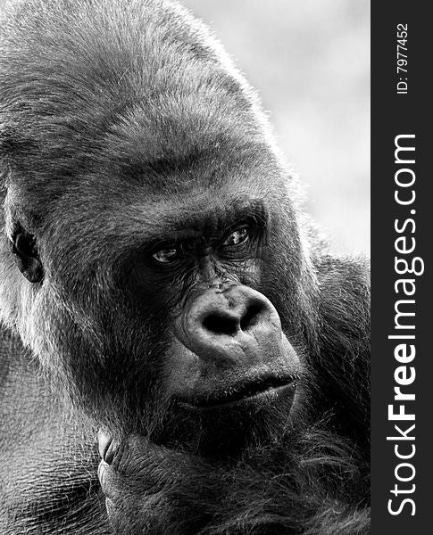 Portrait of a big gorilla thinking about something. Black and white image captured at the zoo. Portrait of a big gorilla thinking about something. Black and white image captured at the zoo.