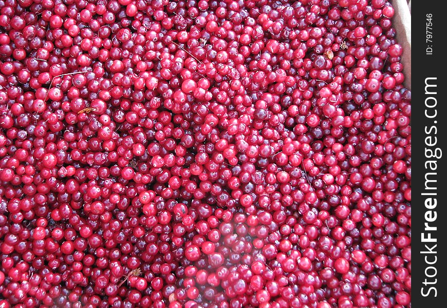 A lot of ripe cranberries