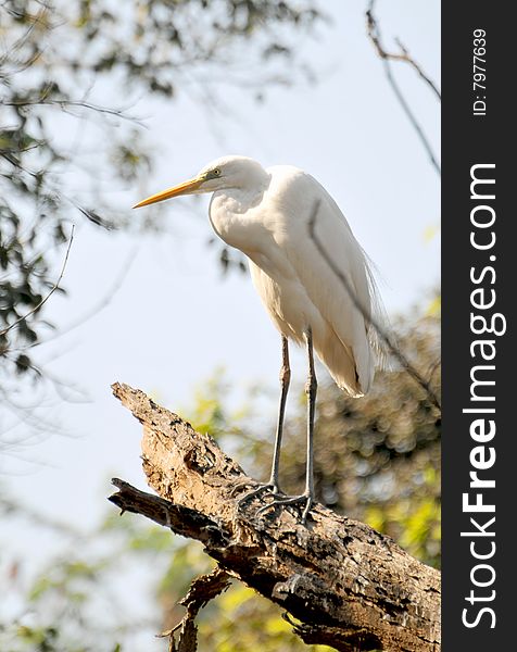 White egret standing on the tree.