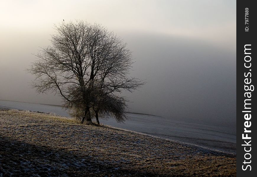 Tree in foggy field