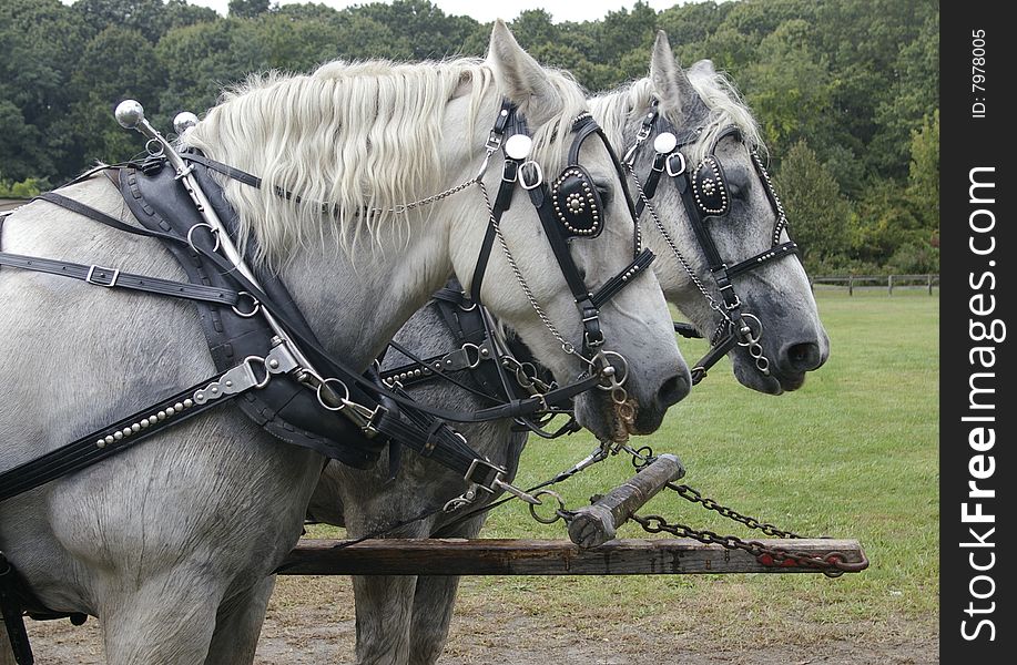 work horses pulling a wagon