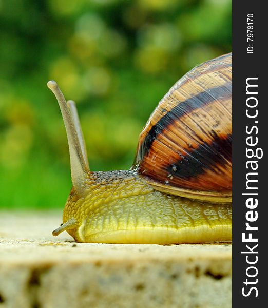 Snail on a green background